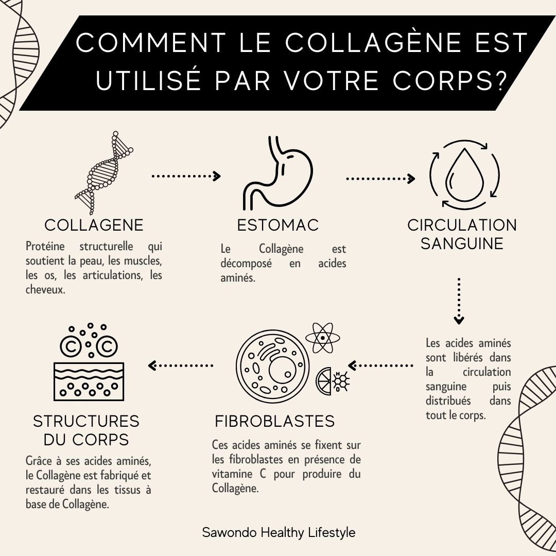 comment le collagène est utilisé par votre corps