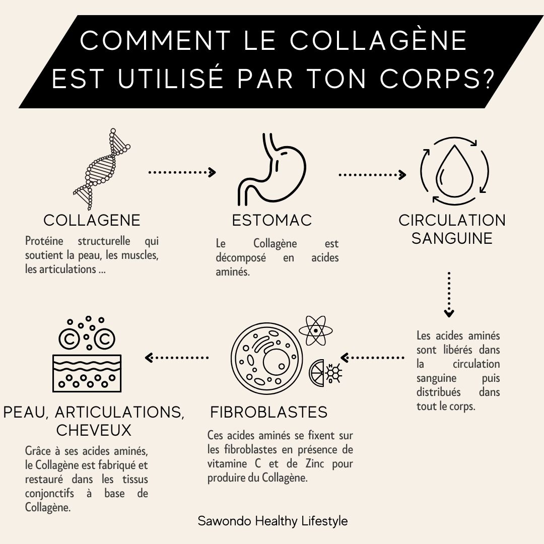 Tout savoir sur les fibroblastes ces cellules responsables de la synthese du collagene