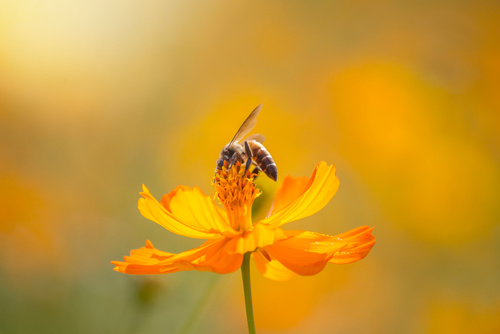 abeille butine pollen bio