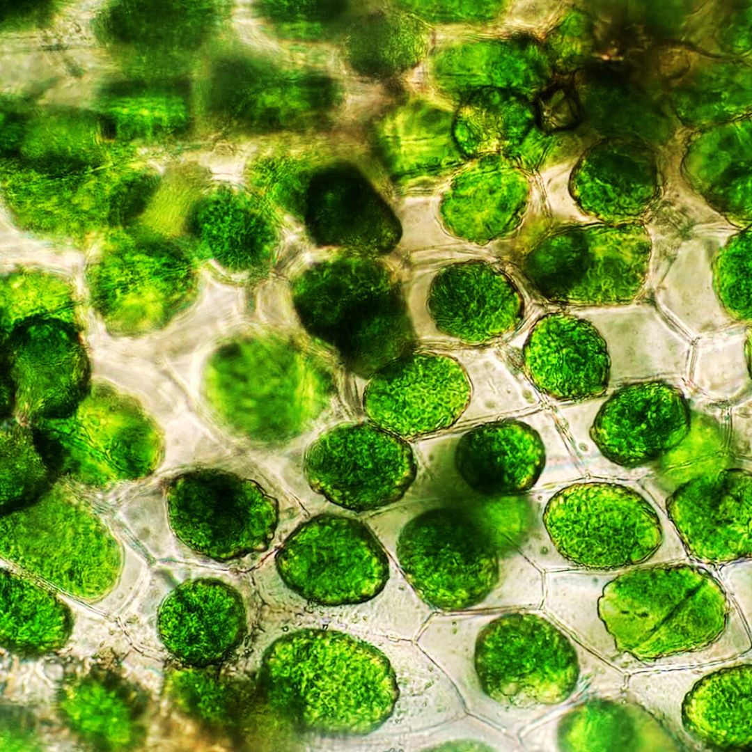 controle qualite cellule spiruline bio flamant vert