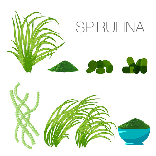 Spiruline