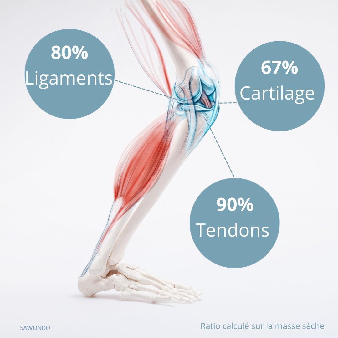 répartition du collagene dans les articulations